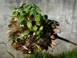 Pousses d'artichauts dans une tête d'artichaut